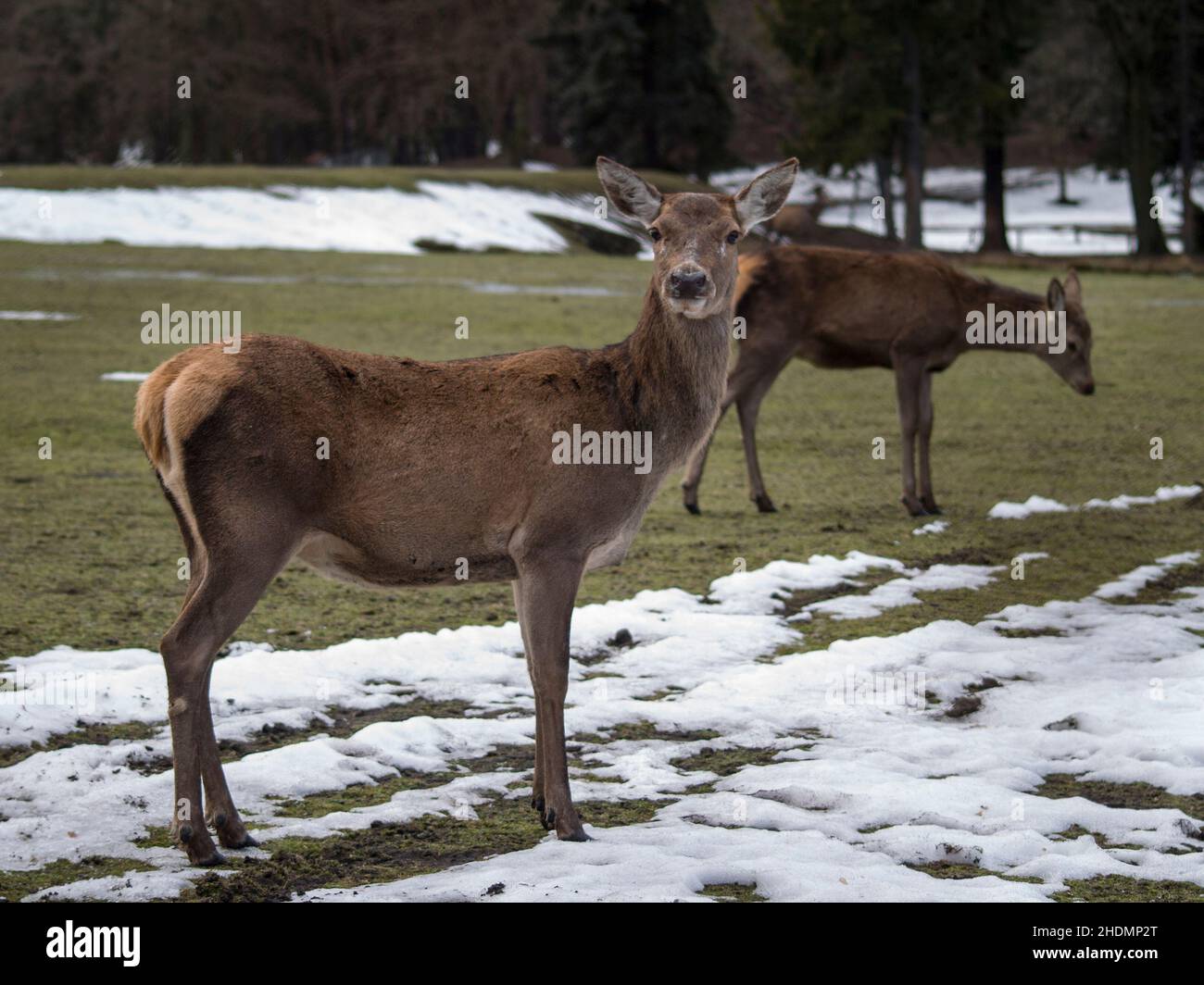 deer, deers, roe deer, stag Stock Photo - Alamy