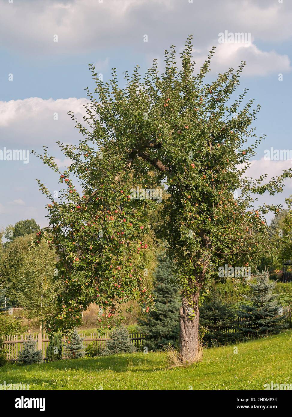 apple tree, apple trees Stock Photo - Alamy