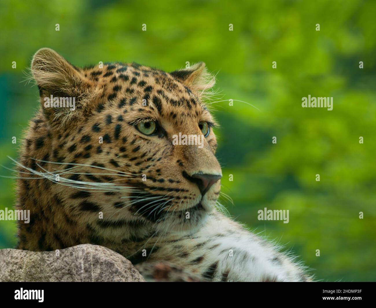 Cheetah colors hires stock photography and images Alamy