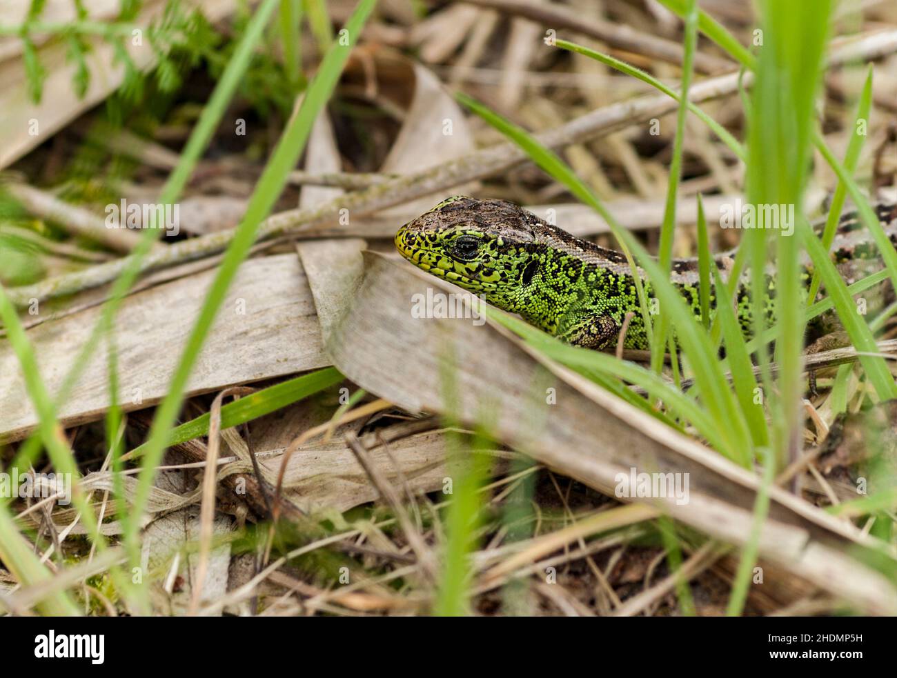 sand lizard, sand lizards Stock Photo - Alamy