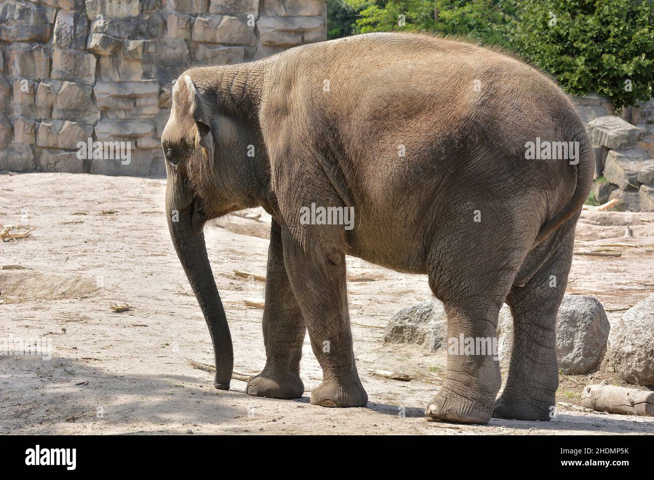 elephant, captivity, elephants, captivities Stock Photo
