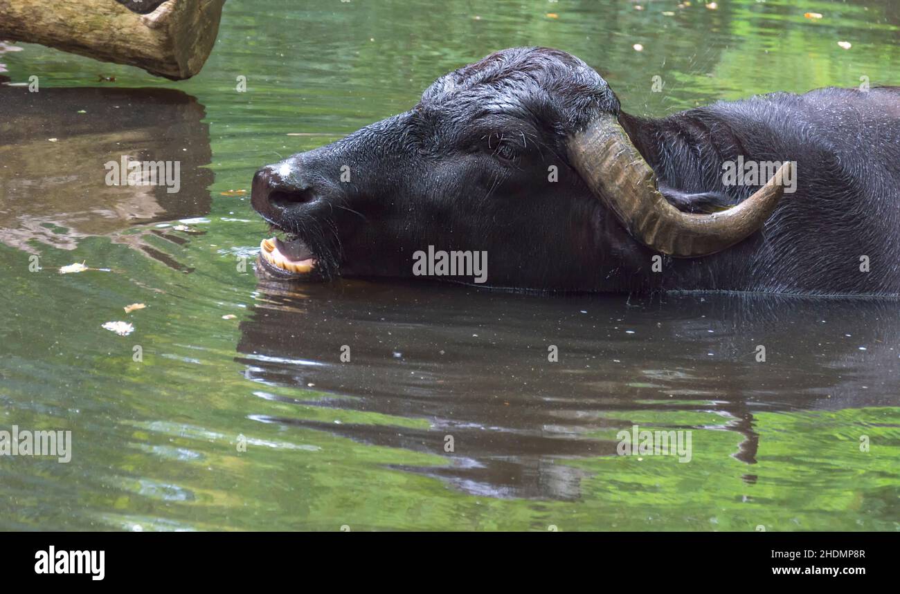 water buffalo, water buffalos Stock Photo Alamy