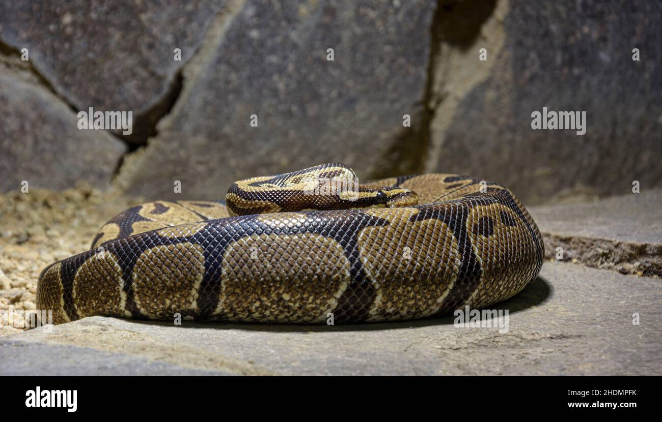 python regius Stock Photo
