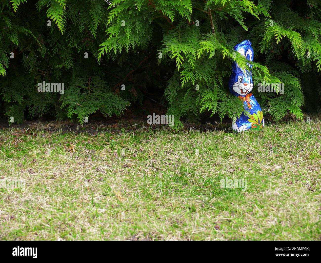 easter, hiding, easter bunny, chocolate bunny, easters, hide, easter bunnies, chocolate bunnies Stock Photo