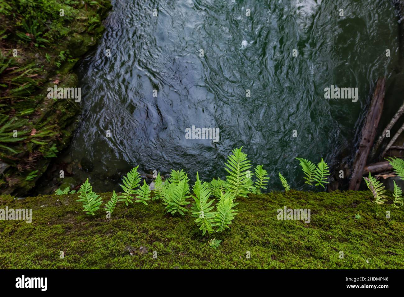 Ferns on side of Mill Creek bridge along Howland Hill Road in Jedediah Smith Redwoods State Park in Redwood National and State Parks, California, USA Stock Photo