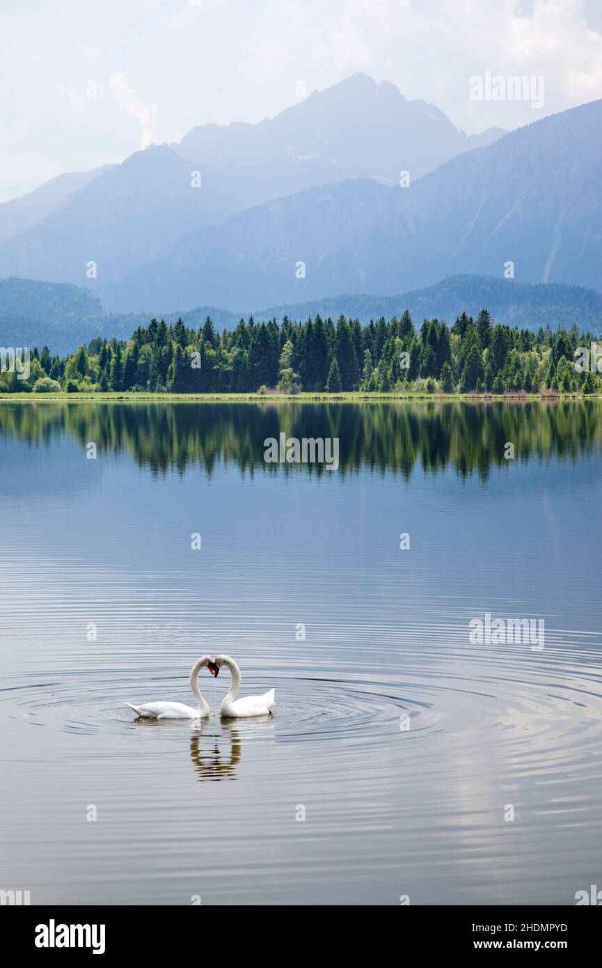 swans, hopfensee, swan, hopfensees Stock Photo