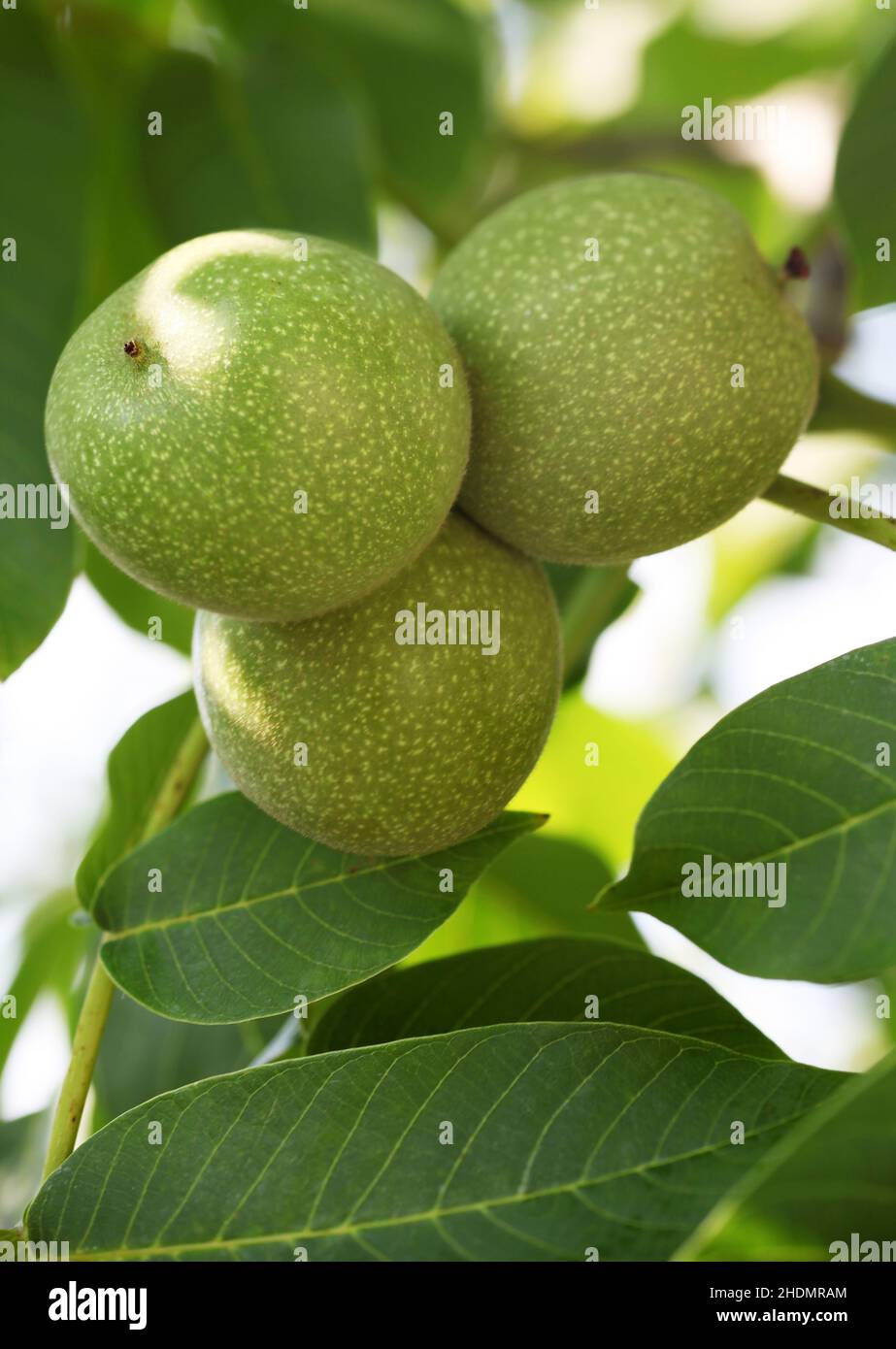 fruit, walnut tree, fruits, walnut trees Stock Photo Alamy