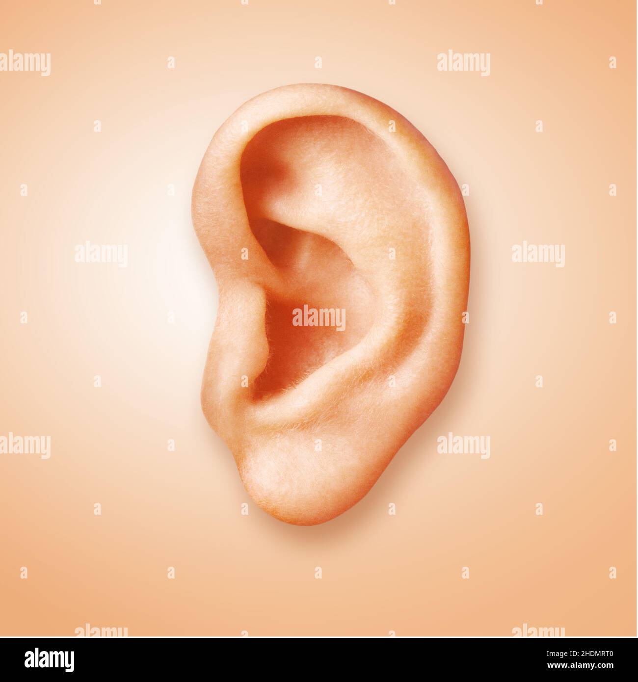 animal ear, sense organ, auricle, animal ears, ear, ears, sense organs, auricles Stock Photo