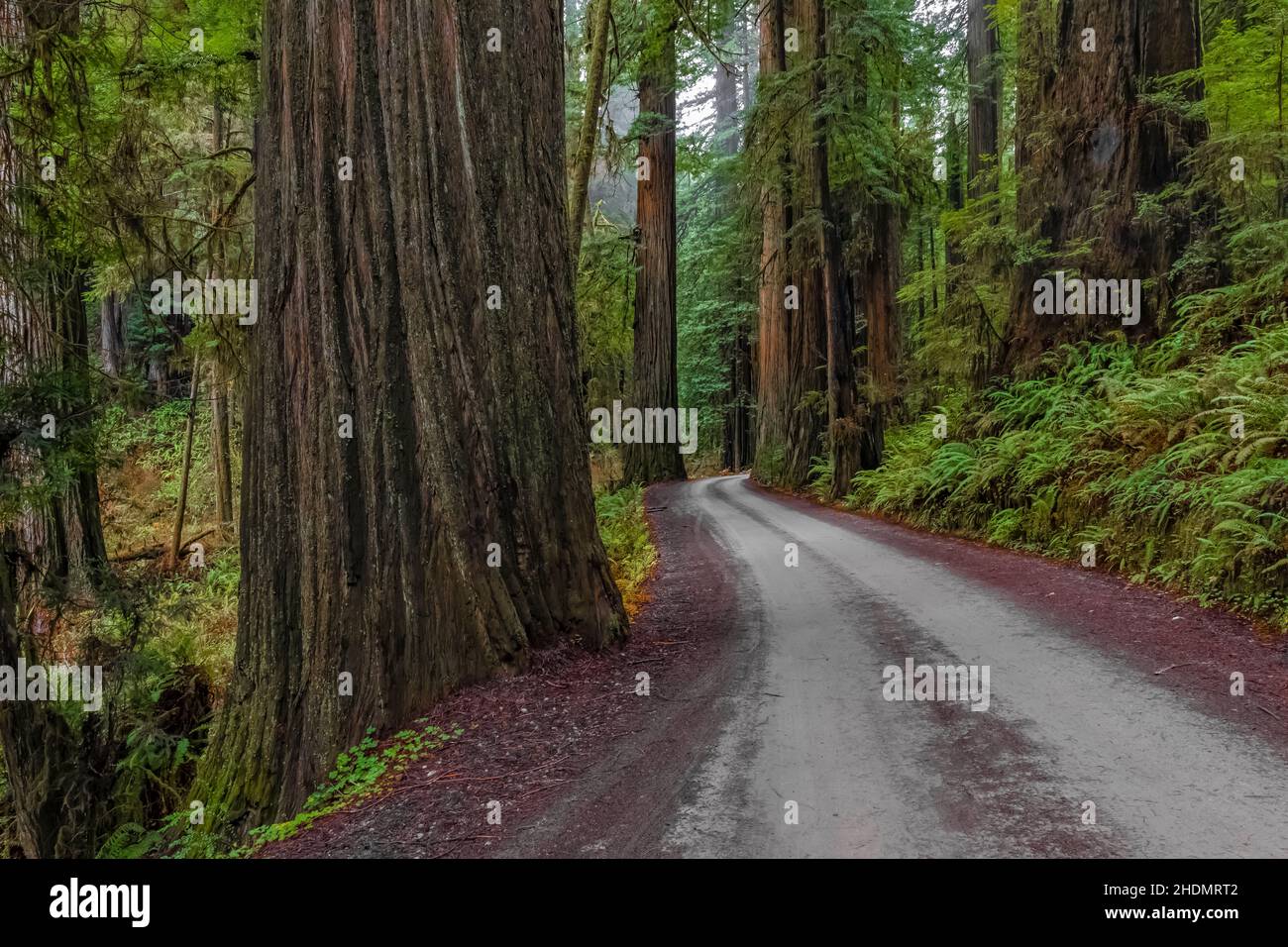 Magnificent Coast Redwoods along Howland Hill Road in Jedediah Smith Redwoods State Park in Redwood National and State Parks, California, USA Stock Photo