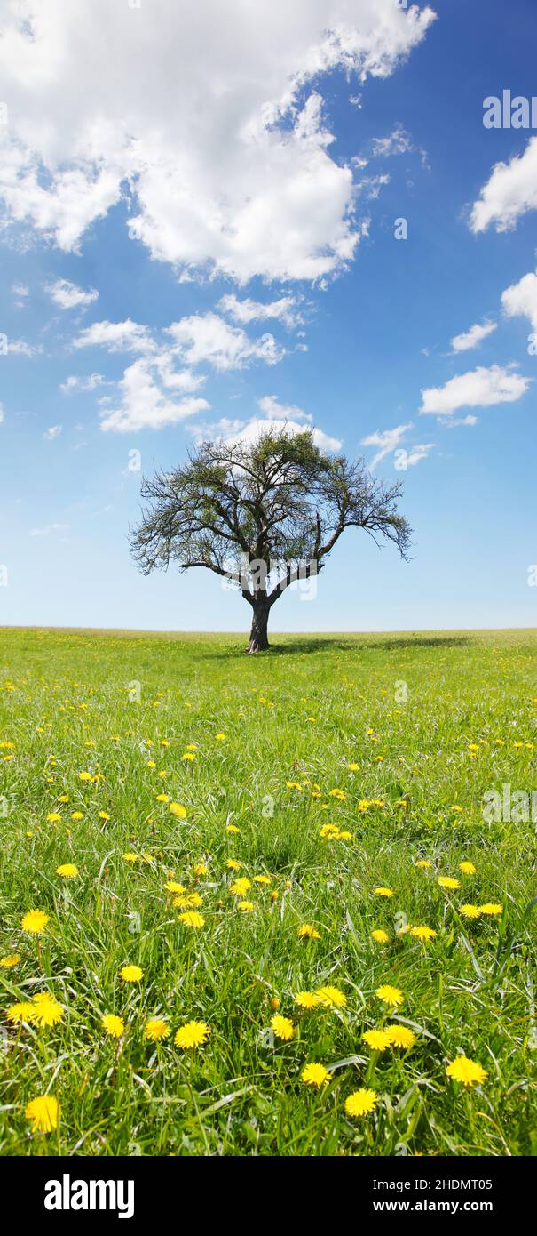 spring, tree, meadow, trees, meadows Stock Photo - Alamy