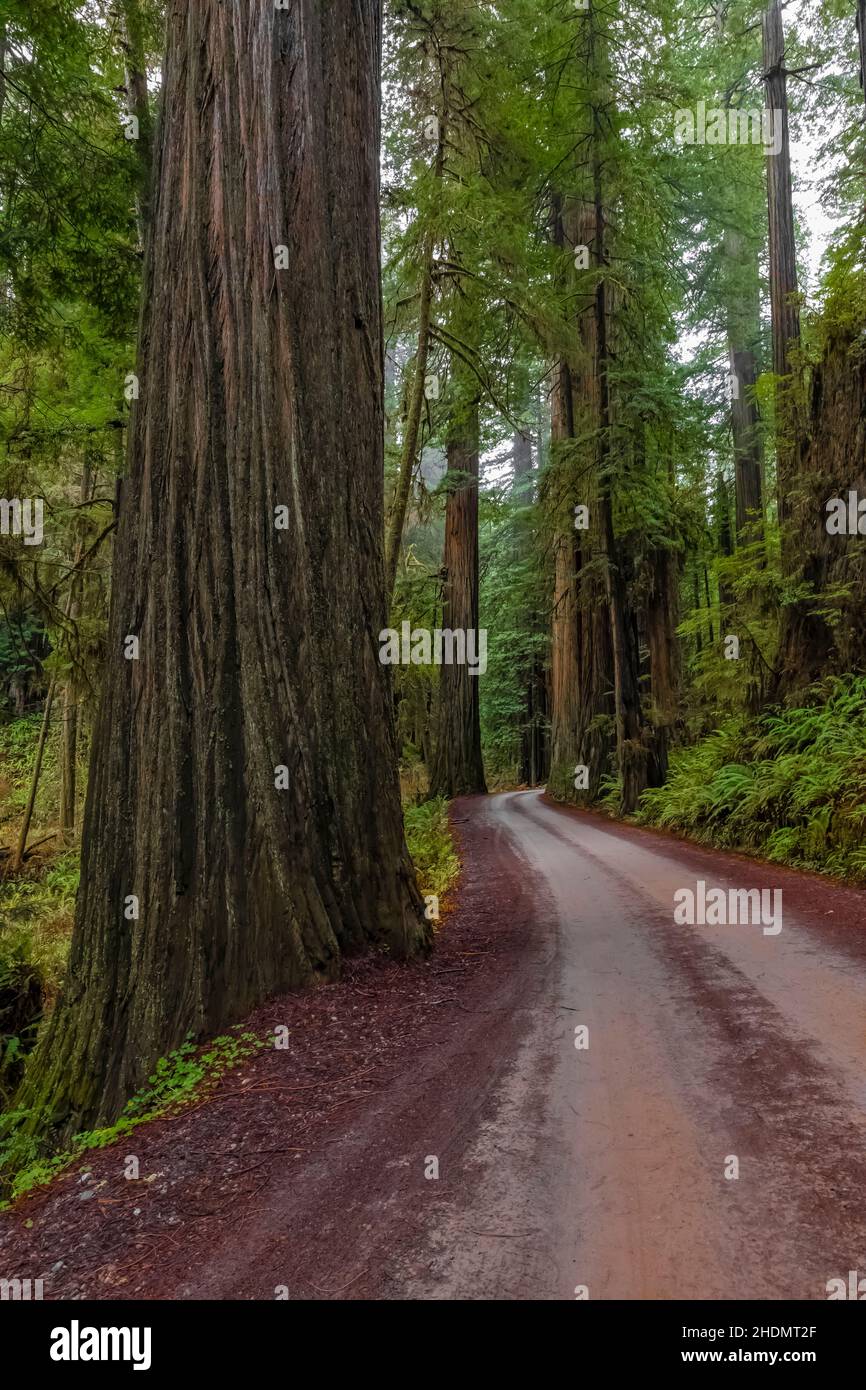 Magnificent Coast Redwoods along Howland Hill Road in Jedediah Smith Redwoods State Park in Redwood National and State Parks, California, USA Stock Photo