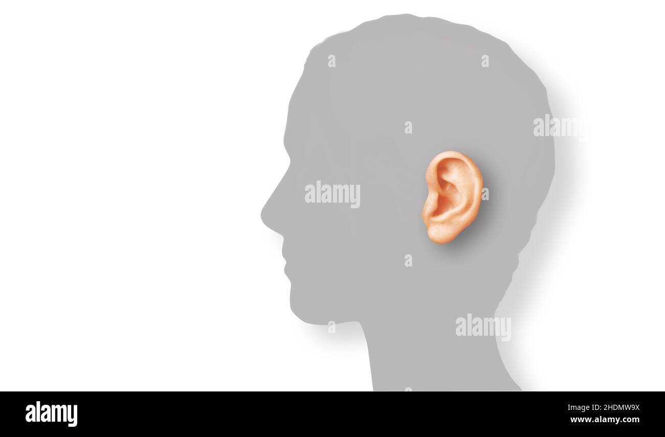 animal ear, acoustics, hearing, animal ears, ear, ears Stock Photo Alamy