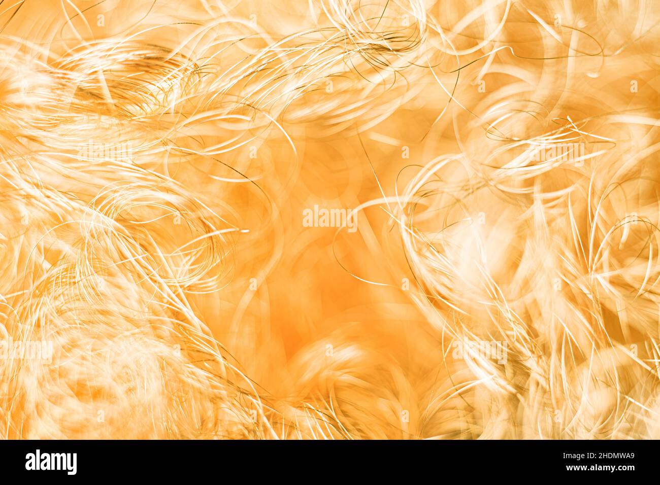 bird's nest, hair, threads, bird's nests, hairs Stock Photo Alamy