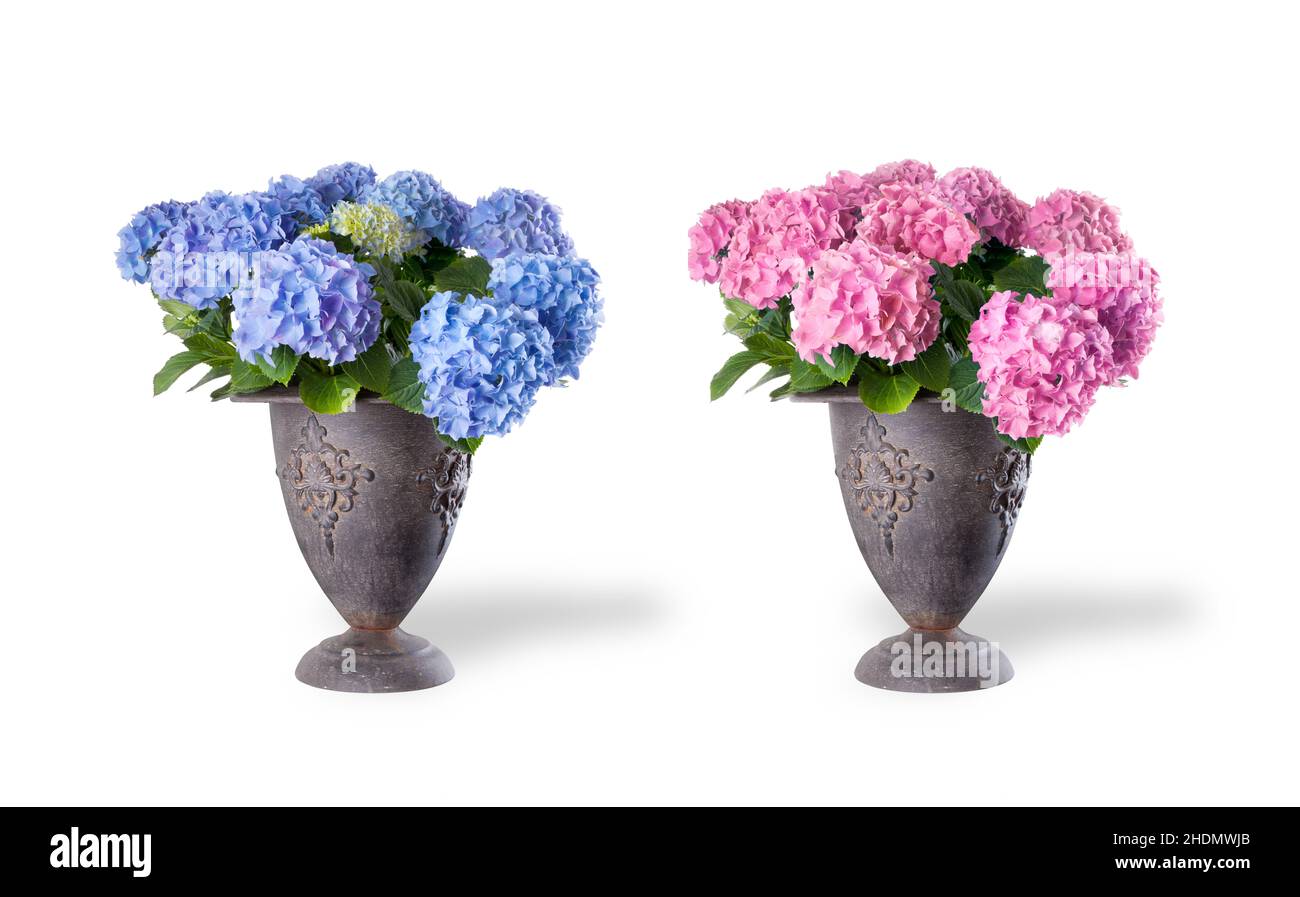 flower vase, hydrangea, vases, hydrangeas Stock Photo Alamy