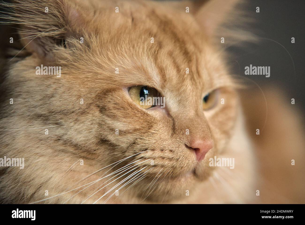 Ginger cat with yellow eyes Stock Photo