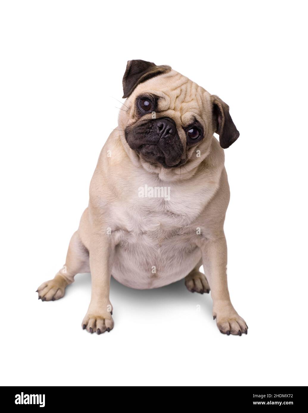 purebred dog, pug, overweight, purebred dogs, pugs, overweights Stock