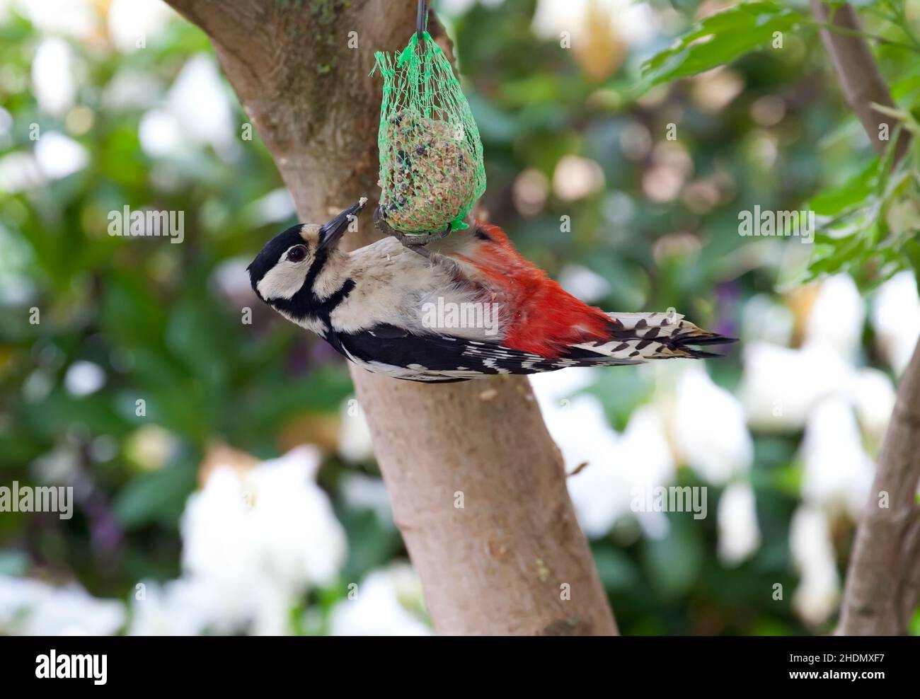 woodpecker, bird food, woodpeckers, bird foods Stock Photo - Alamy