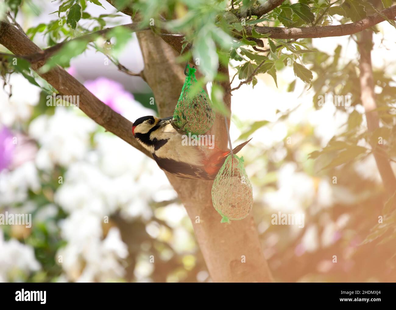 woodpecker, bird food, woodpeckers, bird foods Stock Photo - Alamy