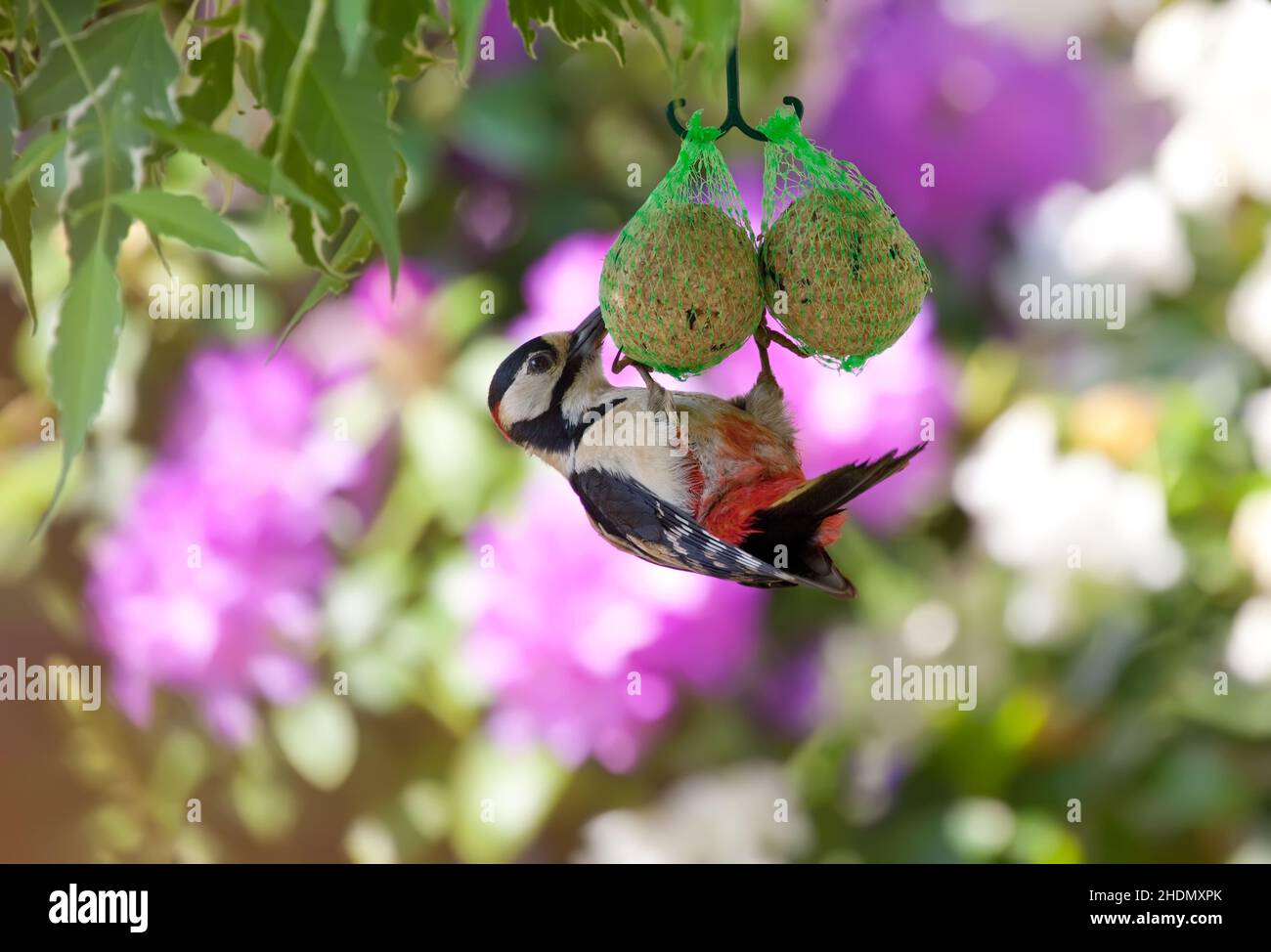woodpecker, bird food, woodpeckers, bird foods Stock Photo - Alamy