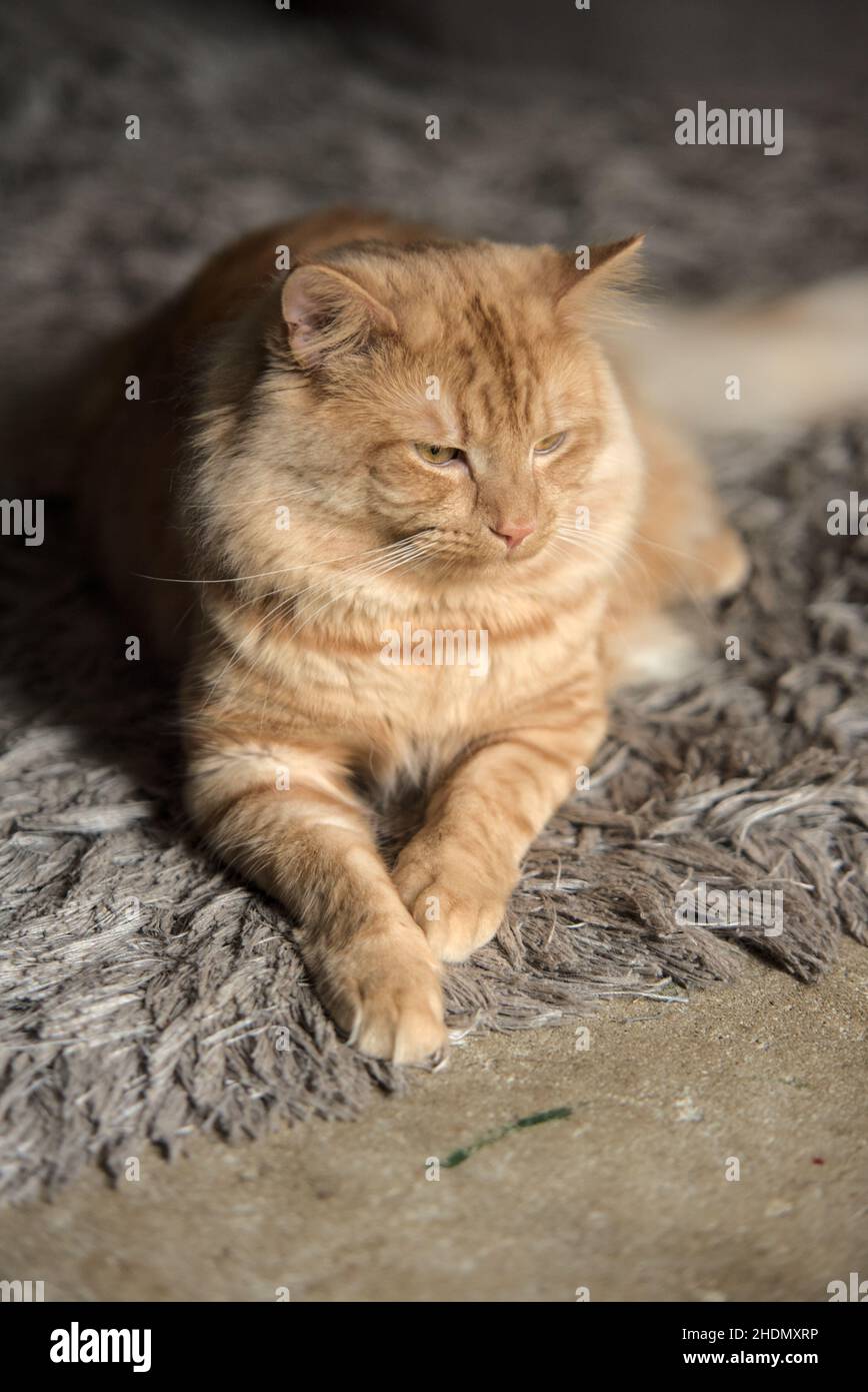 Ginger cat with yellow eyes Stock Photo Alamy