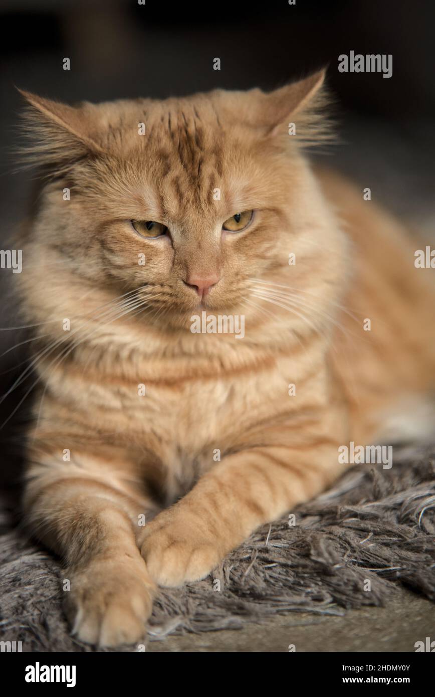 Ginger cat with yellow eyes Stock Photo Alamy