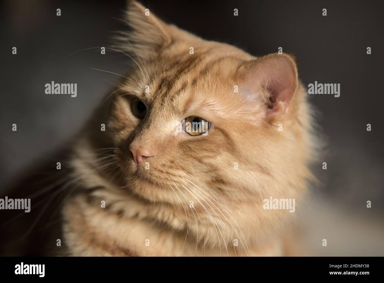 Ginger cat with yellow eyes Stock Photo Alamy