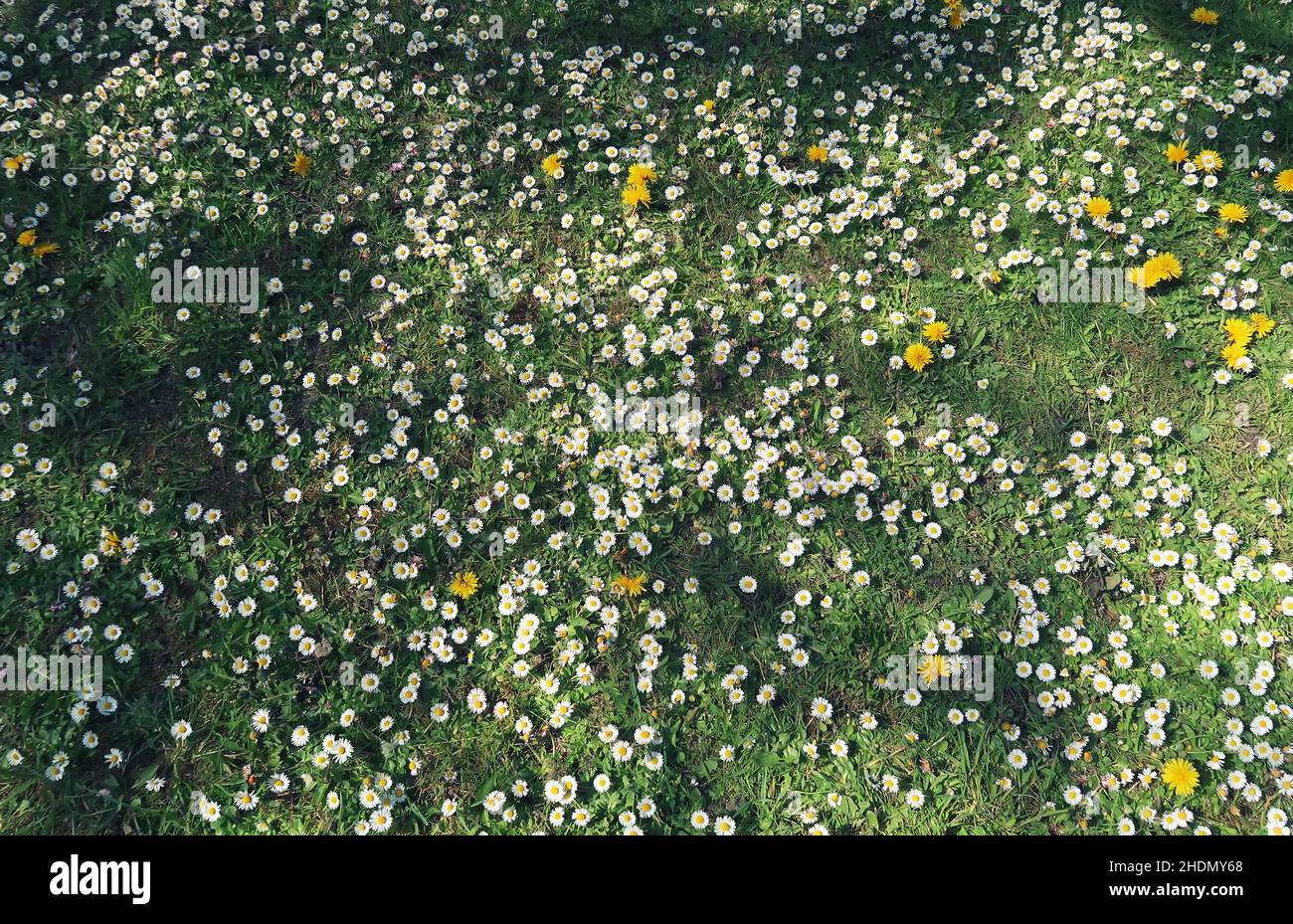 6x Daisy Bunches Joblot Artificial Fake Wild Meadow Flowers Garden Plant Daisies 