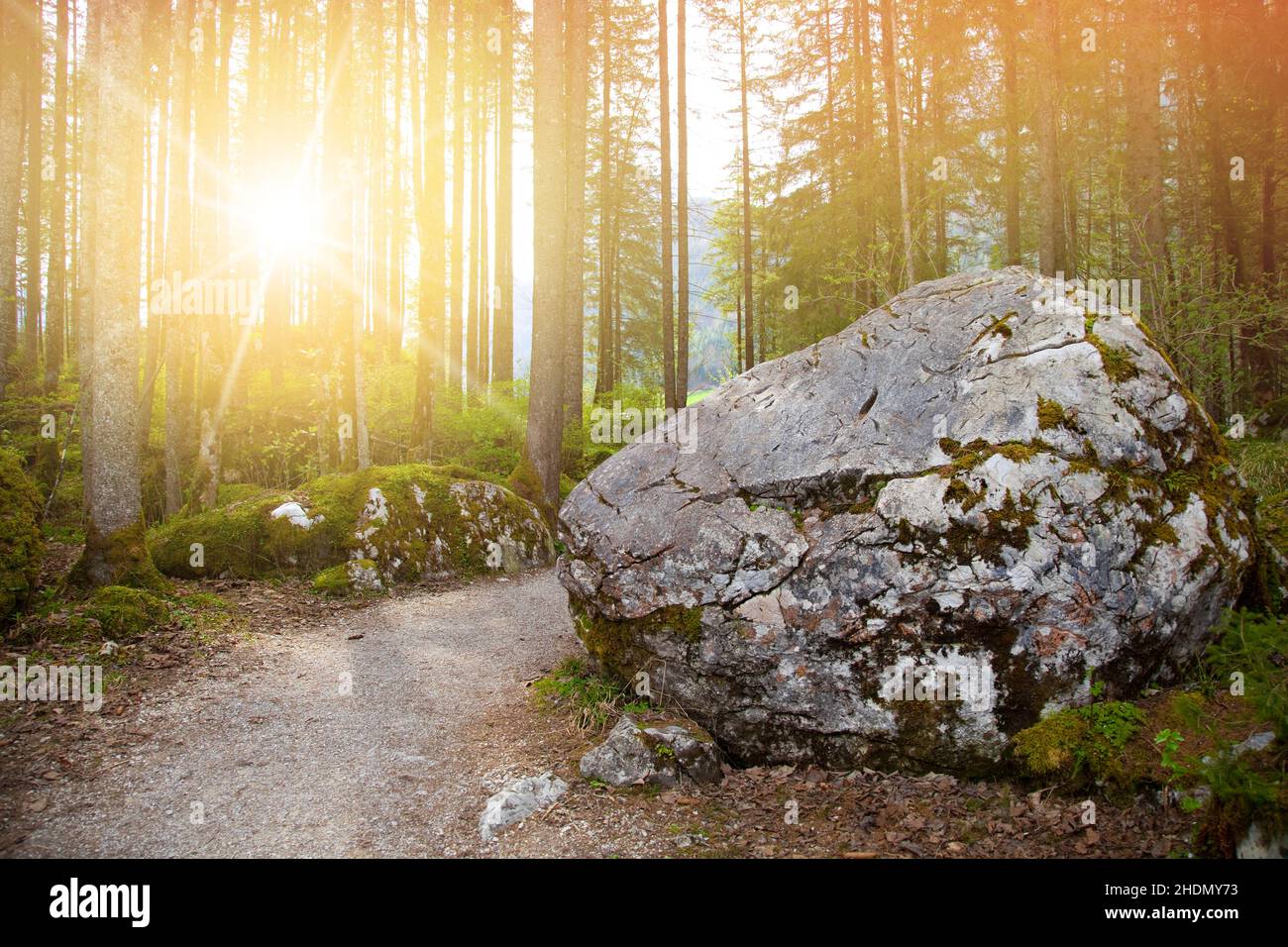 forest, rock, sunbeams, forests, wood, woodland, woods, rocks, sun ...
