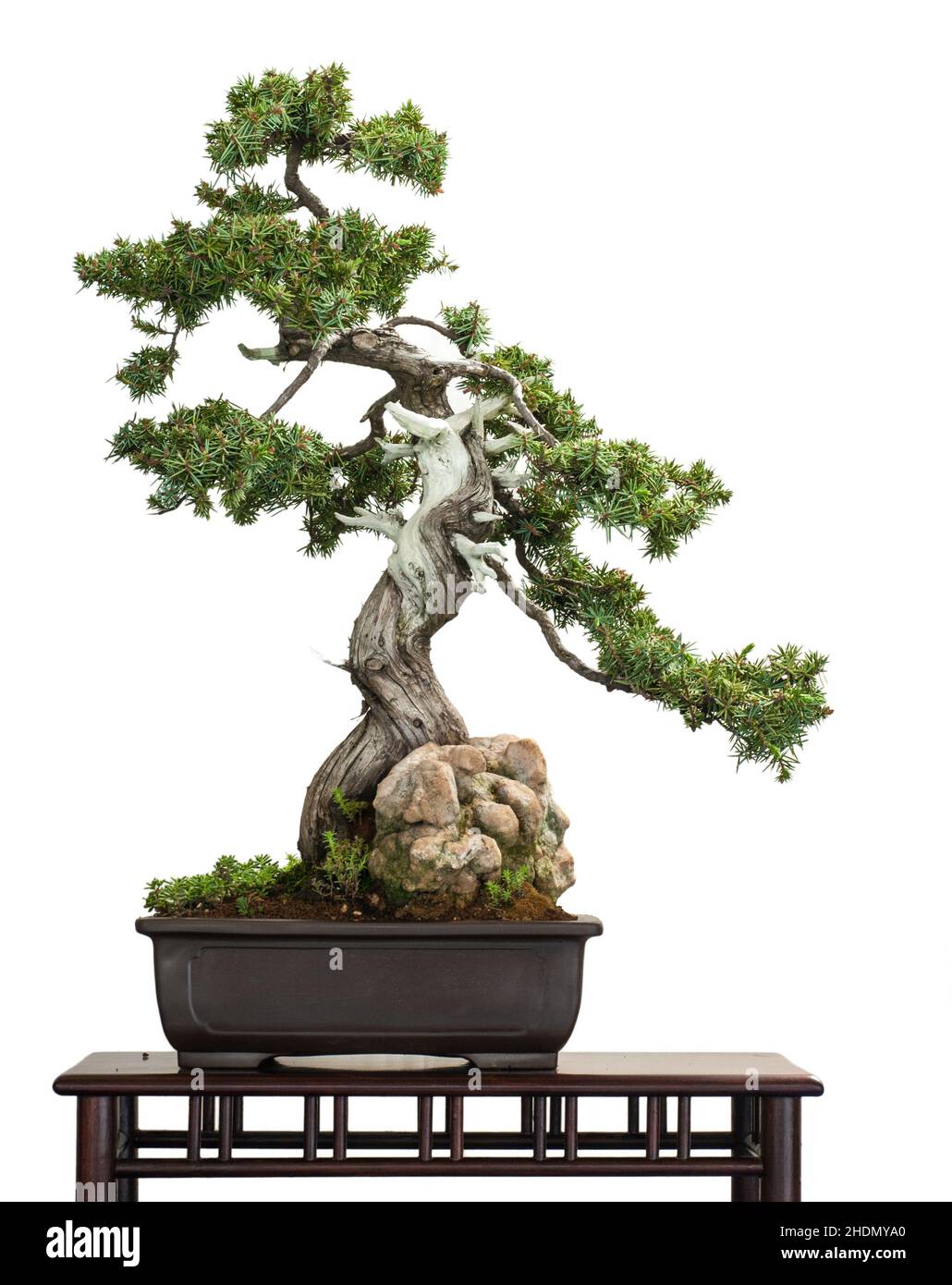 bonsai tree, juniperus rigida, bonsai, bonsai trees Stock Photo