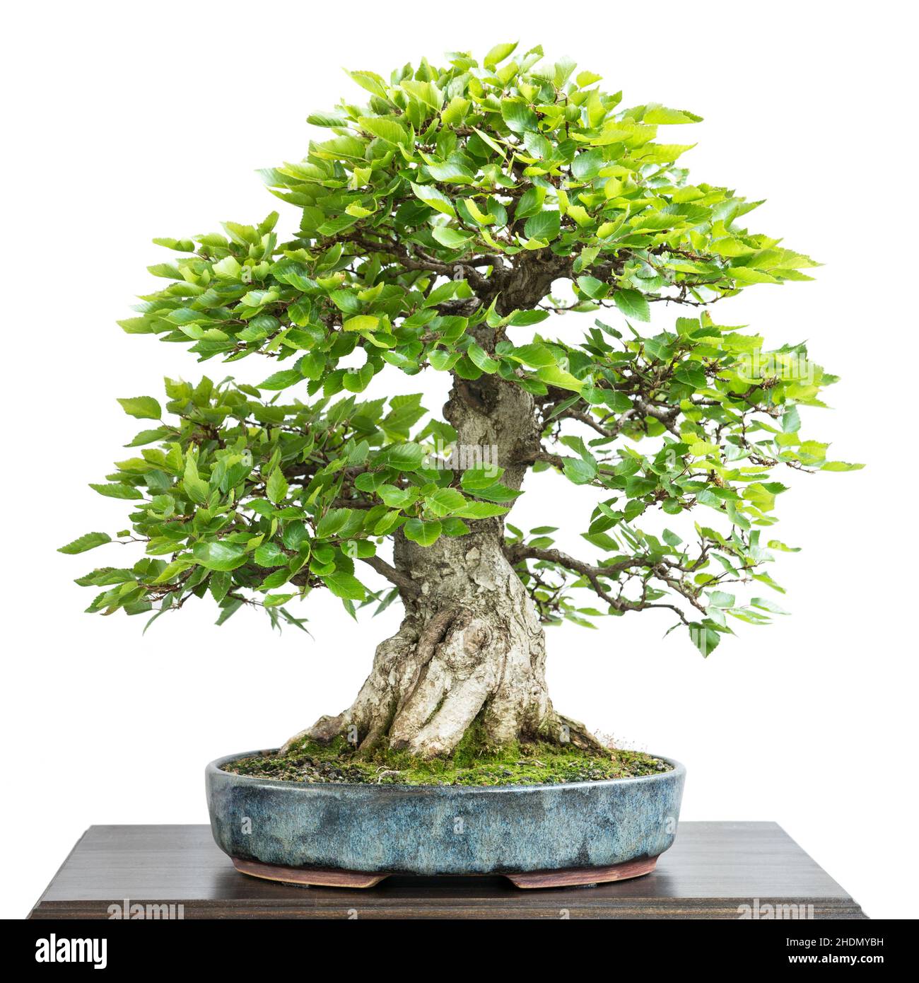 bonsai tree, Korean hornbeam, bonsai, bonsai trees Stock Photo Alamy