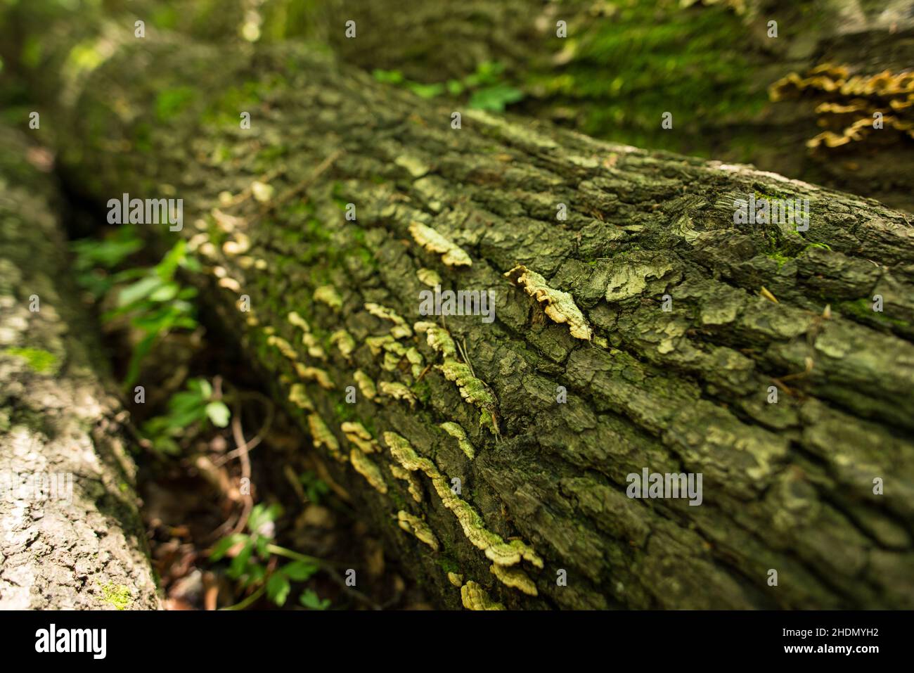 bark, deadwood, tree mushrooms, barks, deadwoods Stock Photo