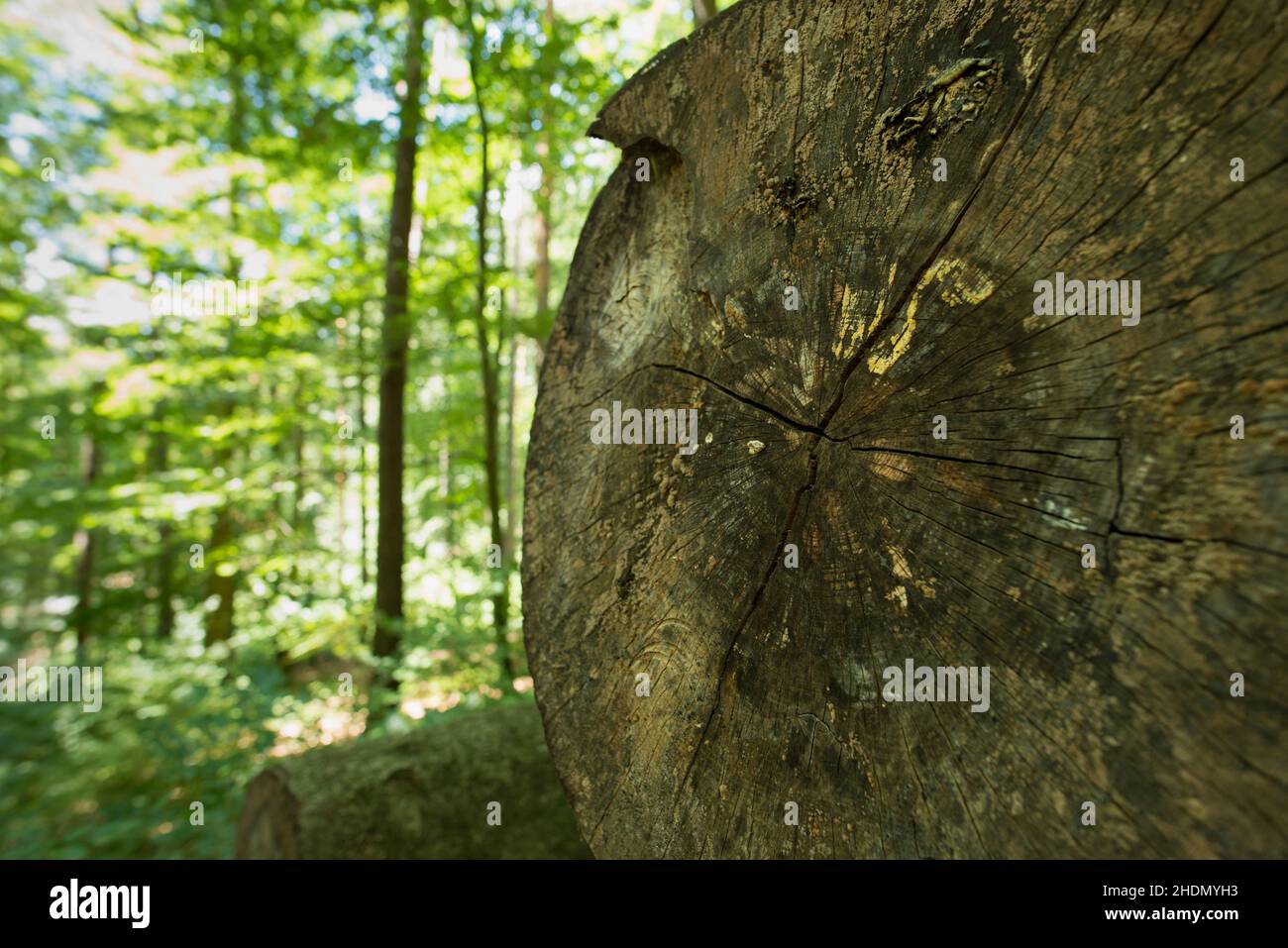 tree trunk, annual rings, trunks, annual ring Stock Photo