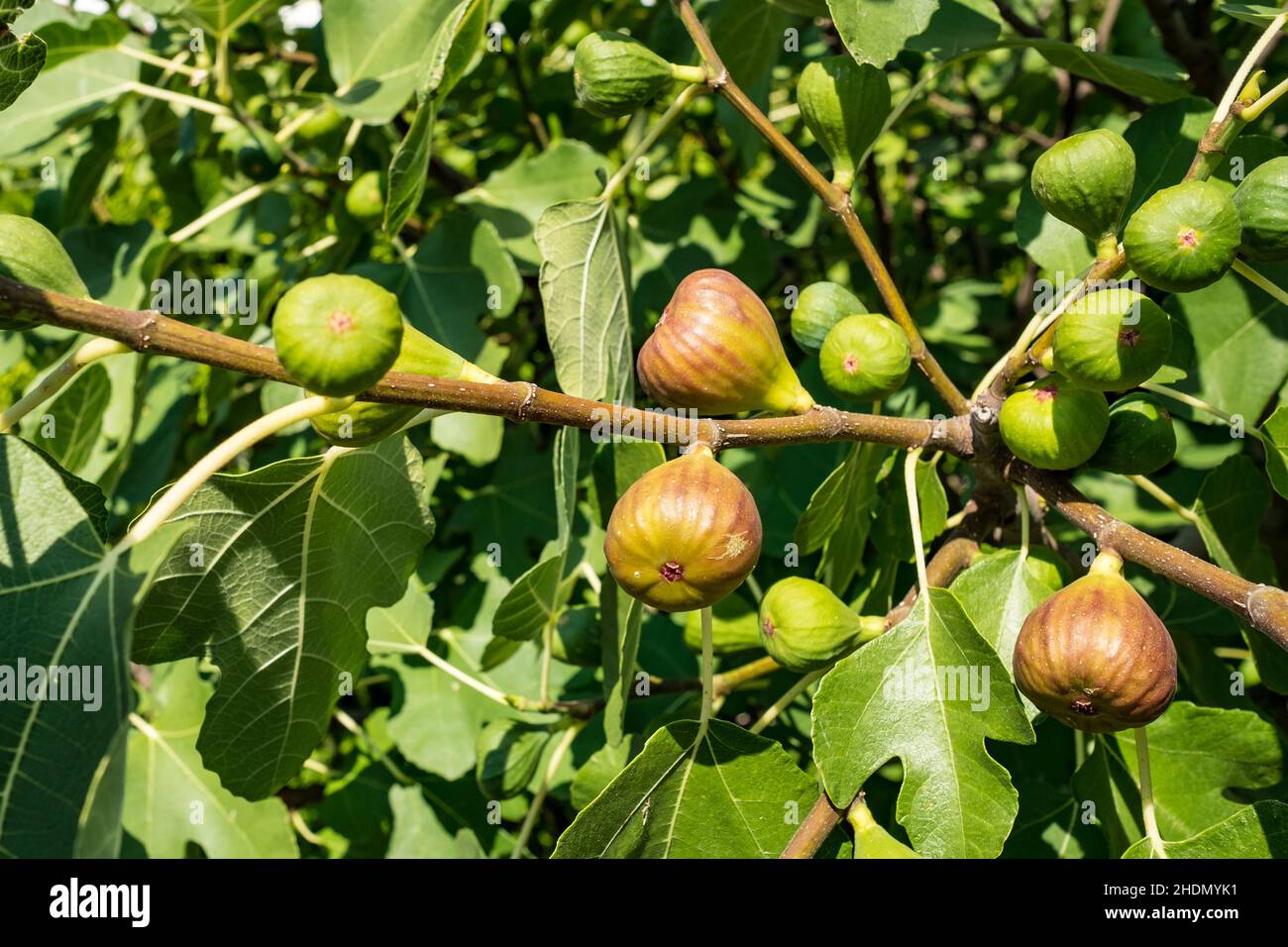 fig tree, fig, fig trees, figs Stock Photo Alamy