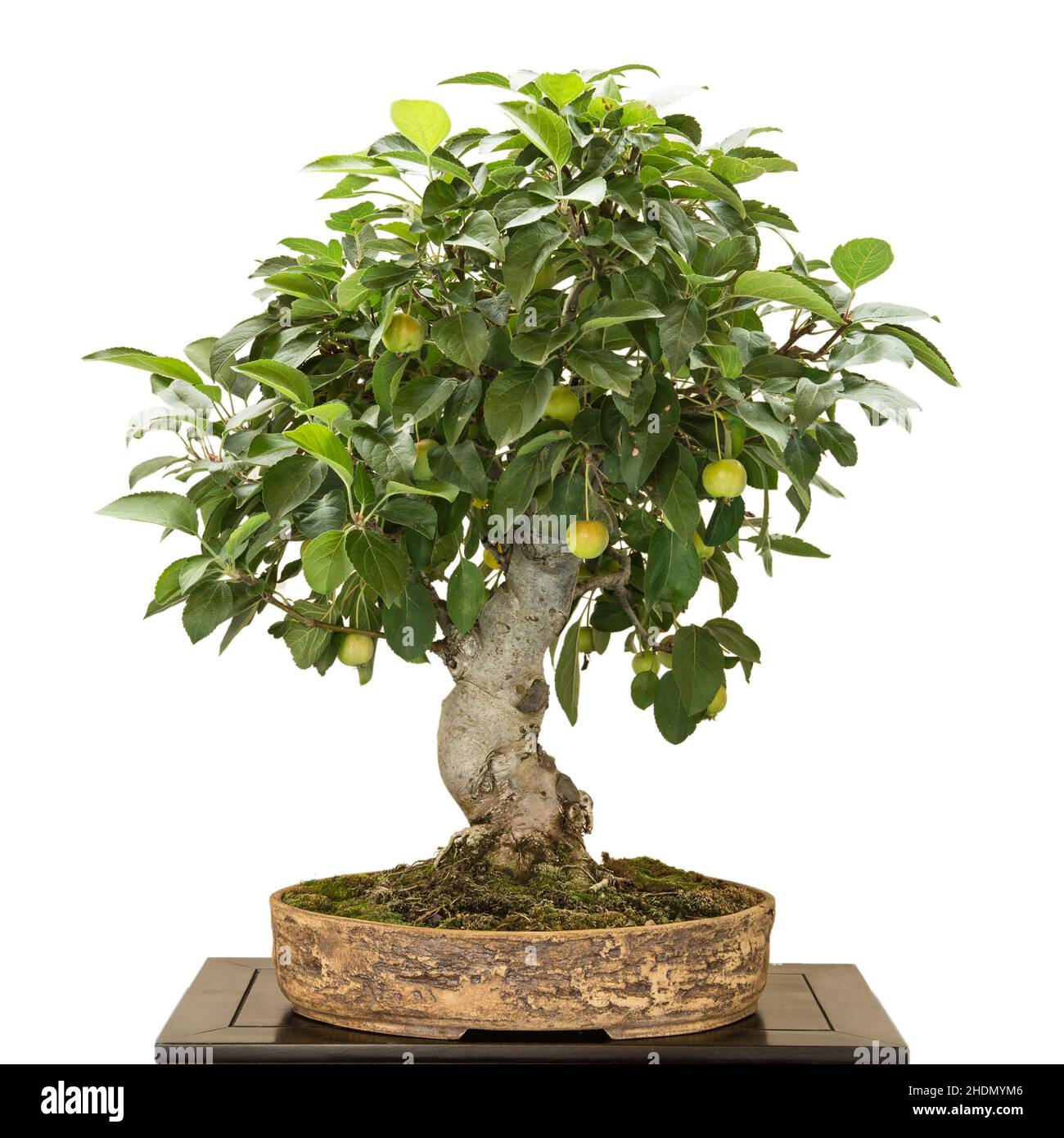 Custard Apple Tree Bonsai