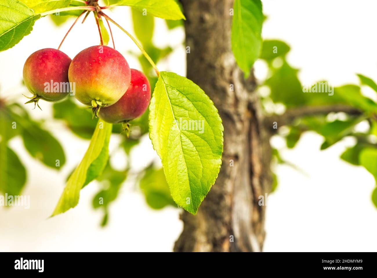 apple tree, apple trees Stock Photo - Alamy
