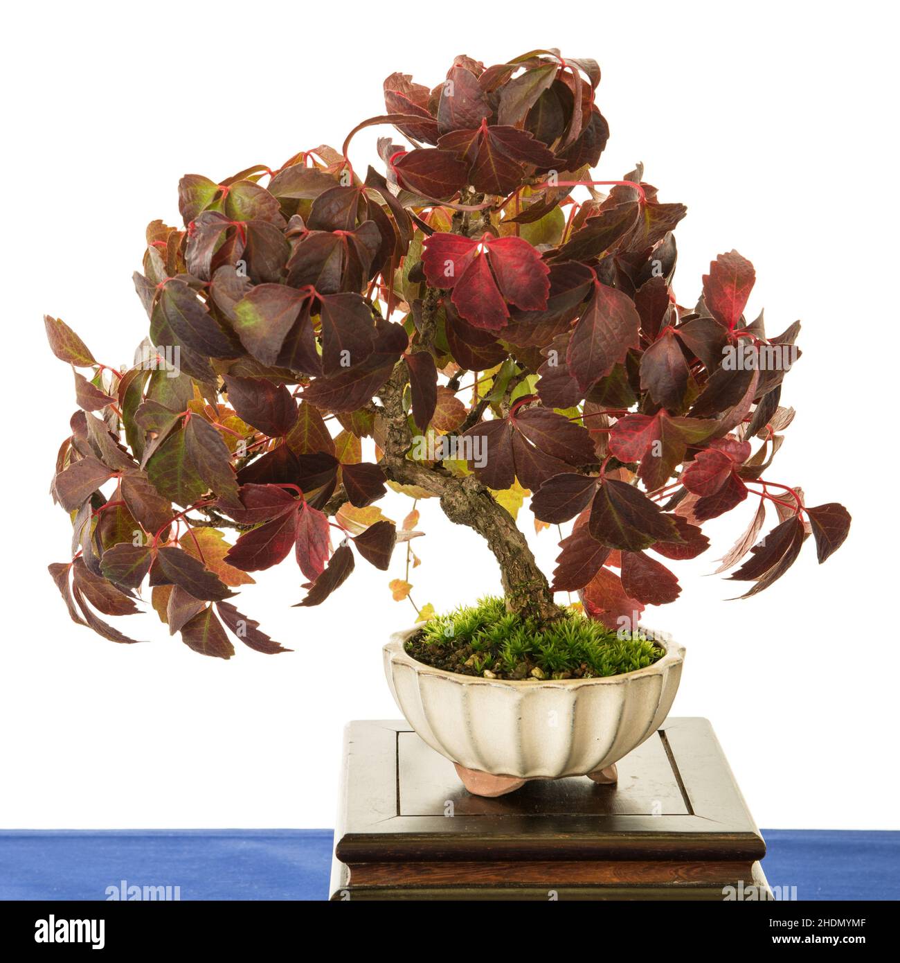 Wild bonsai hi-res stock photography and images - Alamy