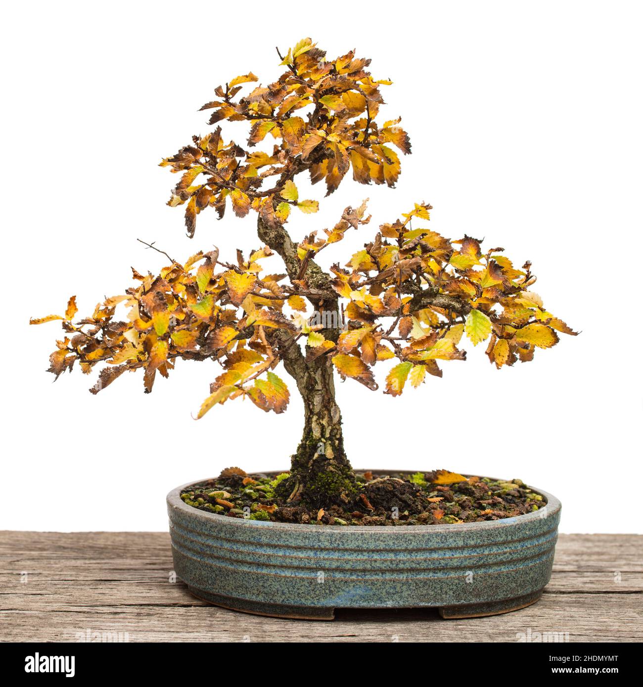 Japanese elm trees hi-res stock photography and images - Alamy