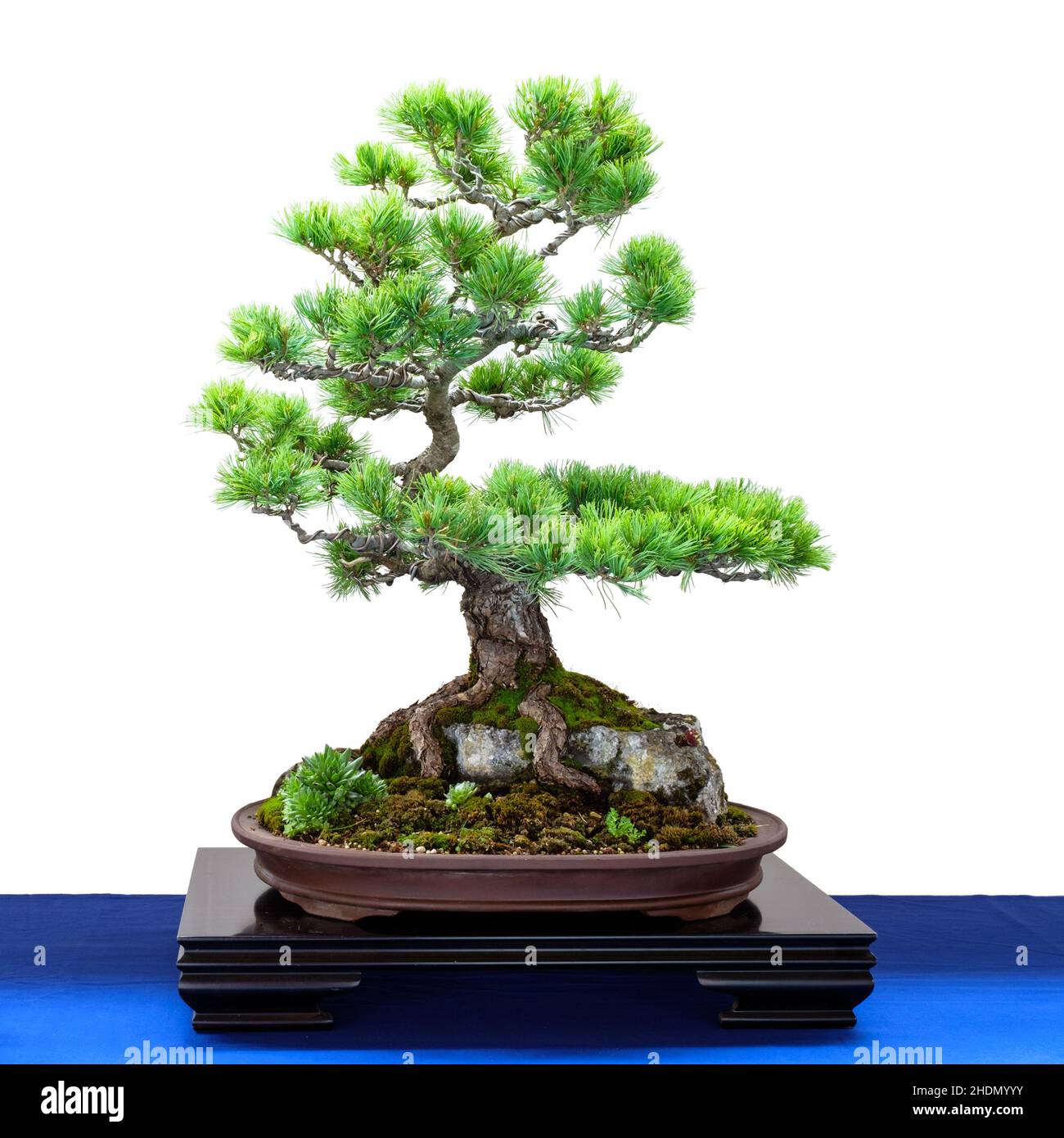 girl pine, bonsai tree, pines, bonsai, bonsai trees Stock Photo