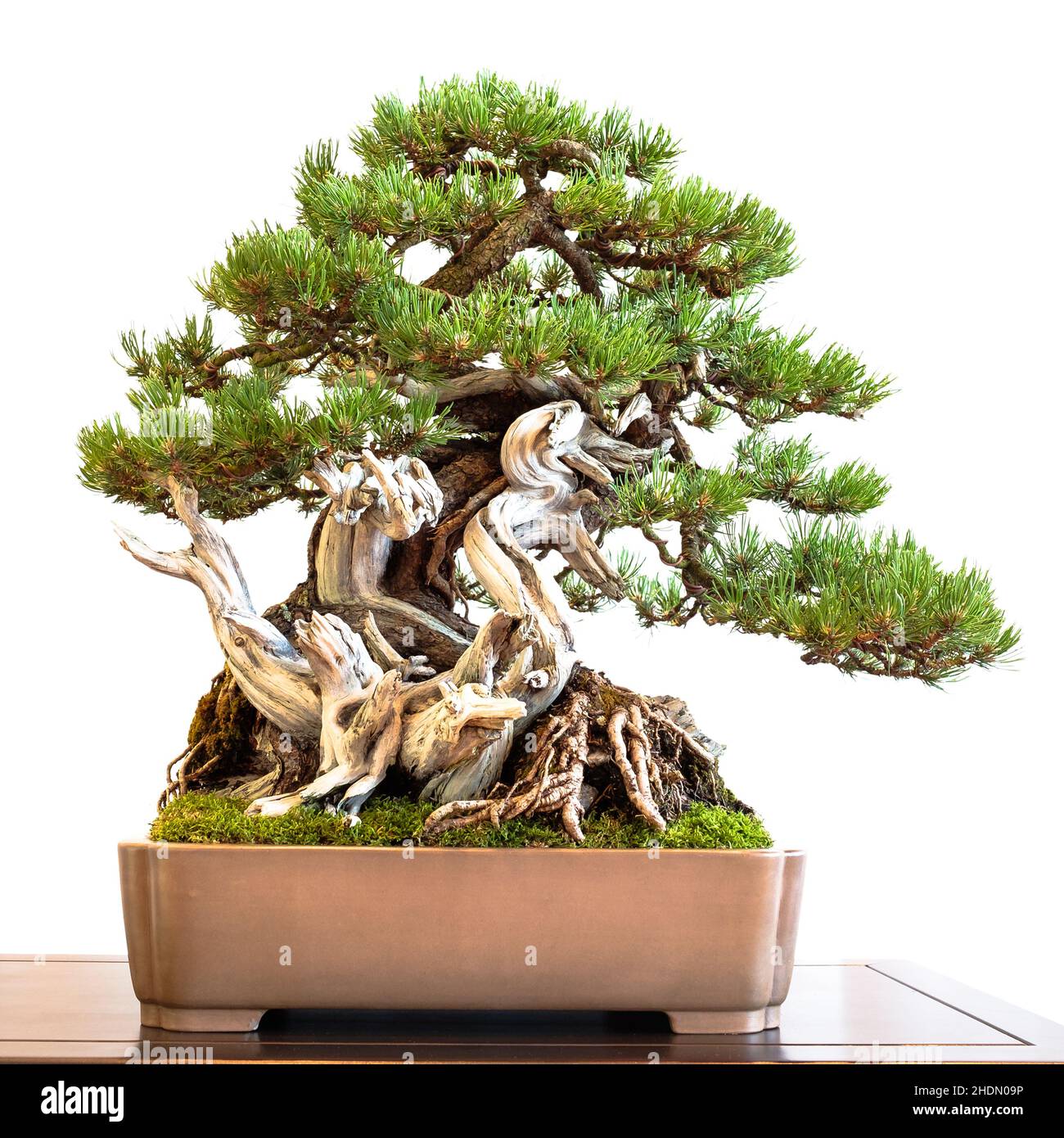 mountain pine, bonsai tree, mountain pines, bonsai, bonsai trees Stock Photo