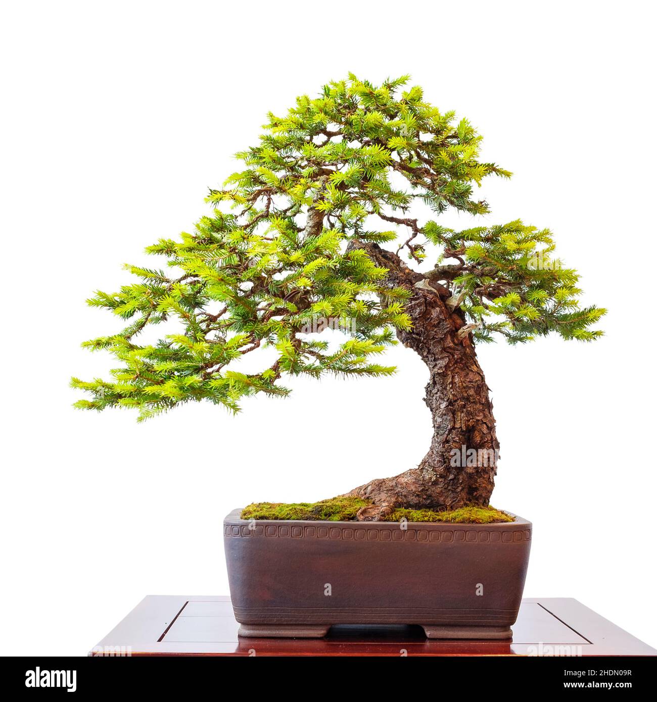 Spruce bonsai hi-res stock photography and images - Alamy
