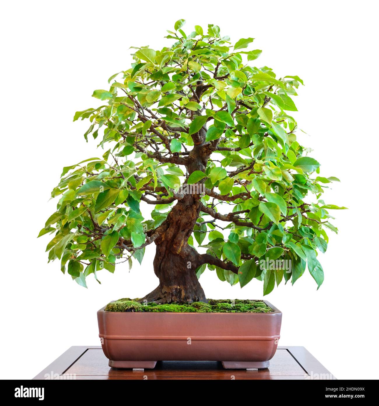 rosaceae, bonsai tree, rosaceaes, bonsai, bonsai trees Stock Photo
