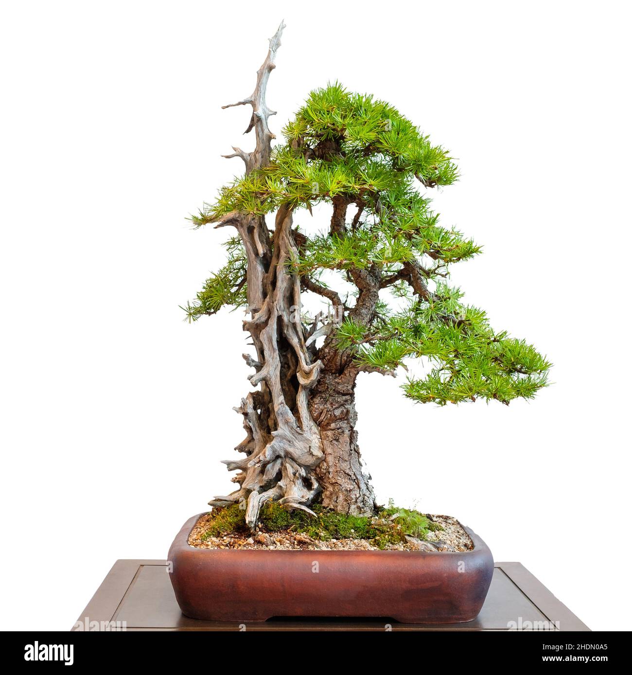 larch tree, bonsai tree, European larch, larch trees, bonsai, bonsai trees Stock Photo