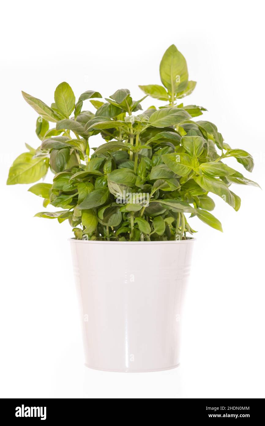 basil, herb, basils, herbs Stock Photo Alamy