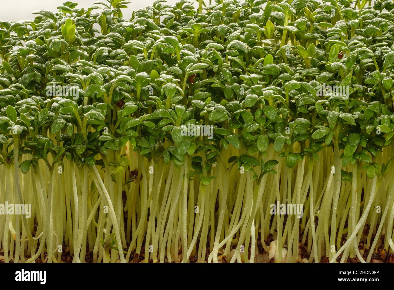 cress, garden cress Stock Photo Alamy