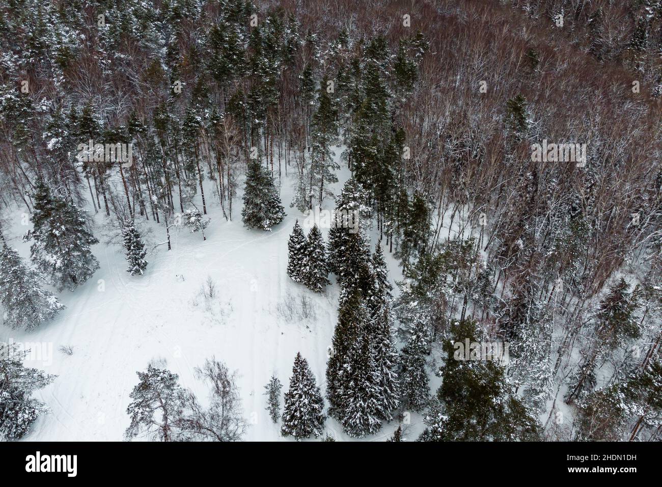 Aerial view of pine and spruce trees in winter forest Stock Photo - Alamy