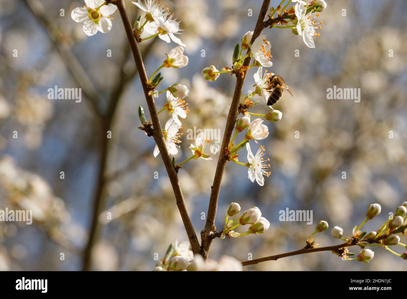 Bee Pollination Fruit Flower Bees Pollinations Fruit Flowers Stock