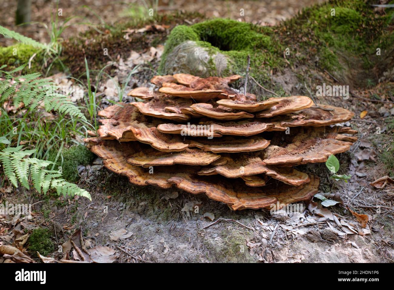 tree fungus Stock Photo