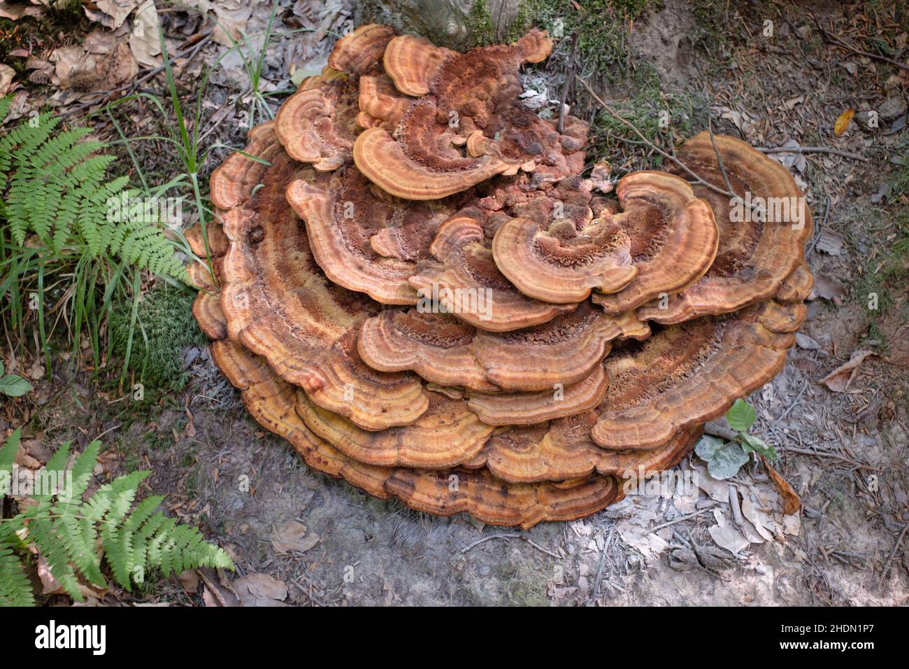 tree fungus Stock Photo