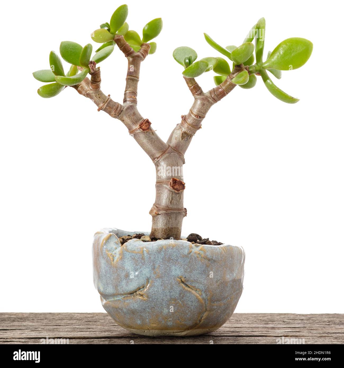 bonsai tree, money tree, bonsai, bonsai trees, crassula ovata, jade
