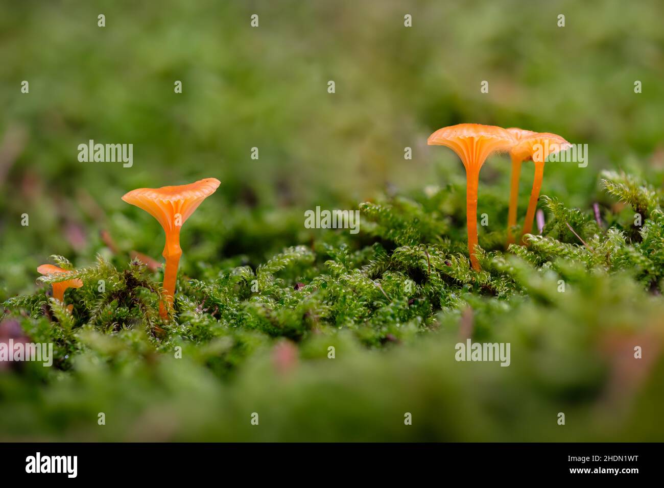 waxcap, mushroom genus Stock Photo